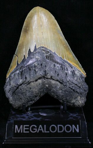 Serrated Megalodon Tooth - North Carolina #29231